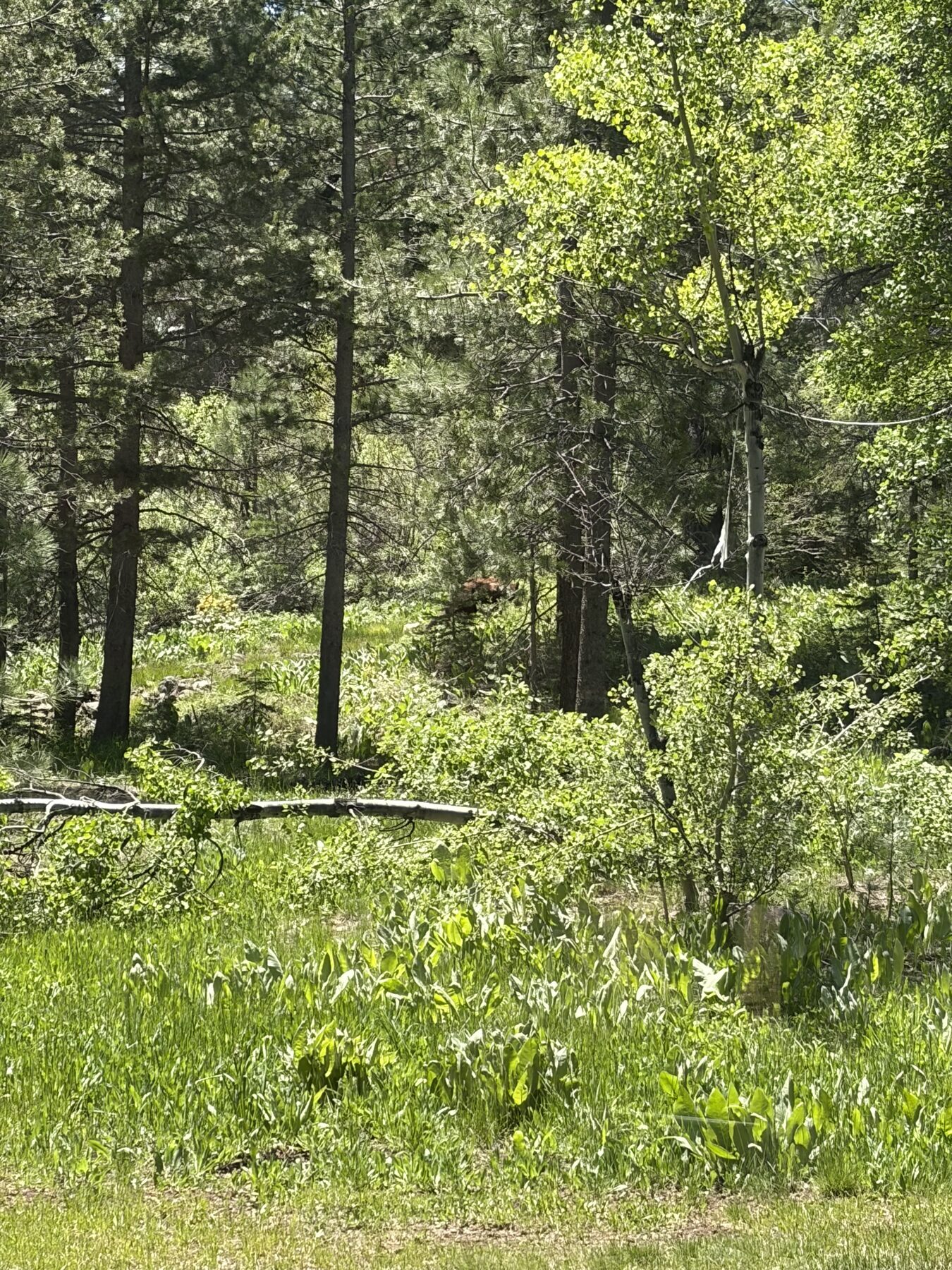 Cinnamon-colored black bear partly hidden in green forest brush