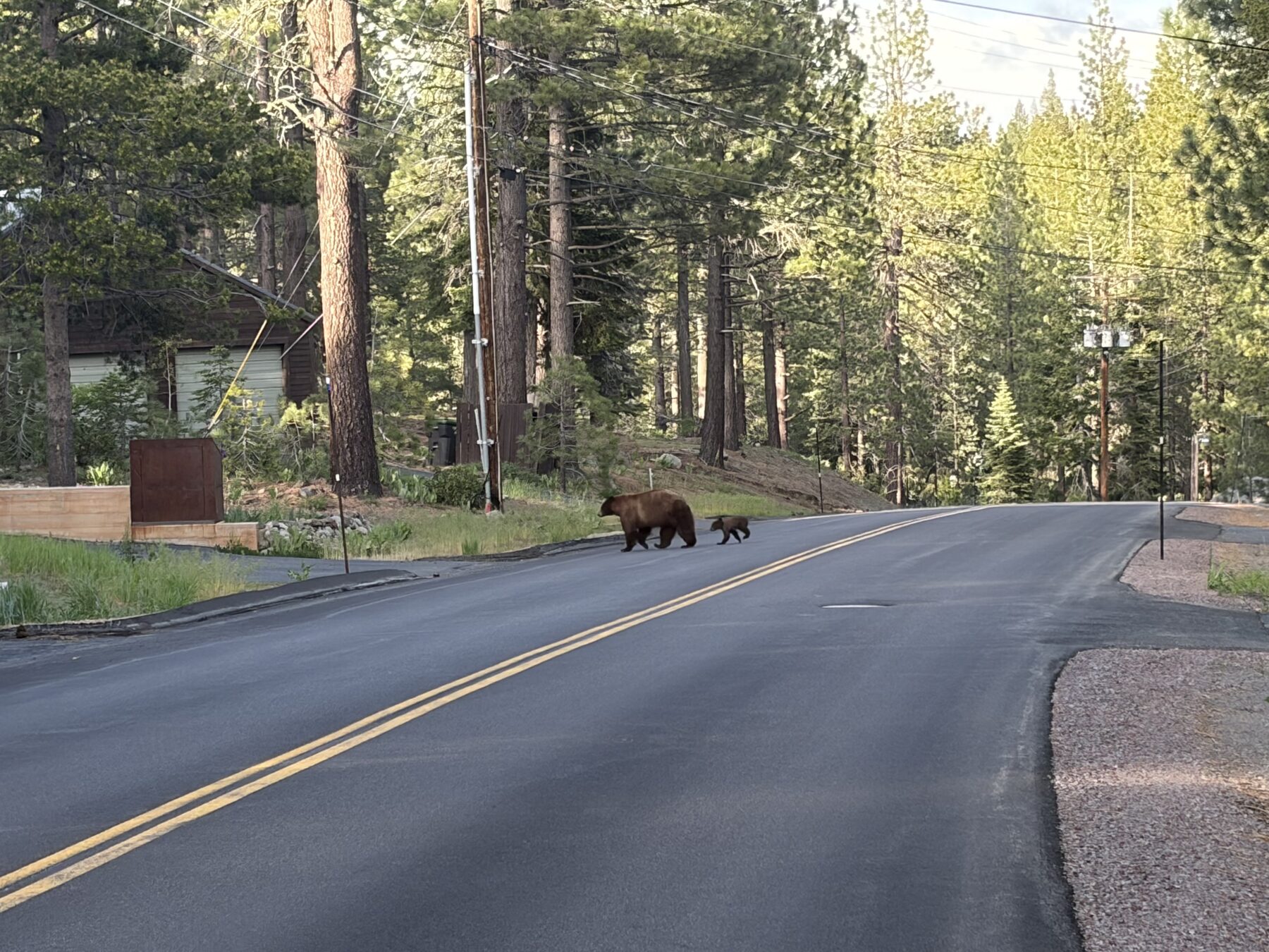 Black bear mother and cub crossing a residential road near a bear-resistant trash enclosure