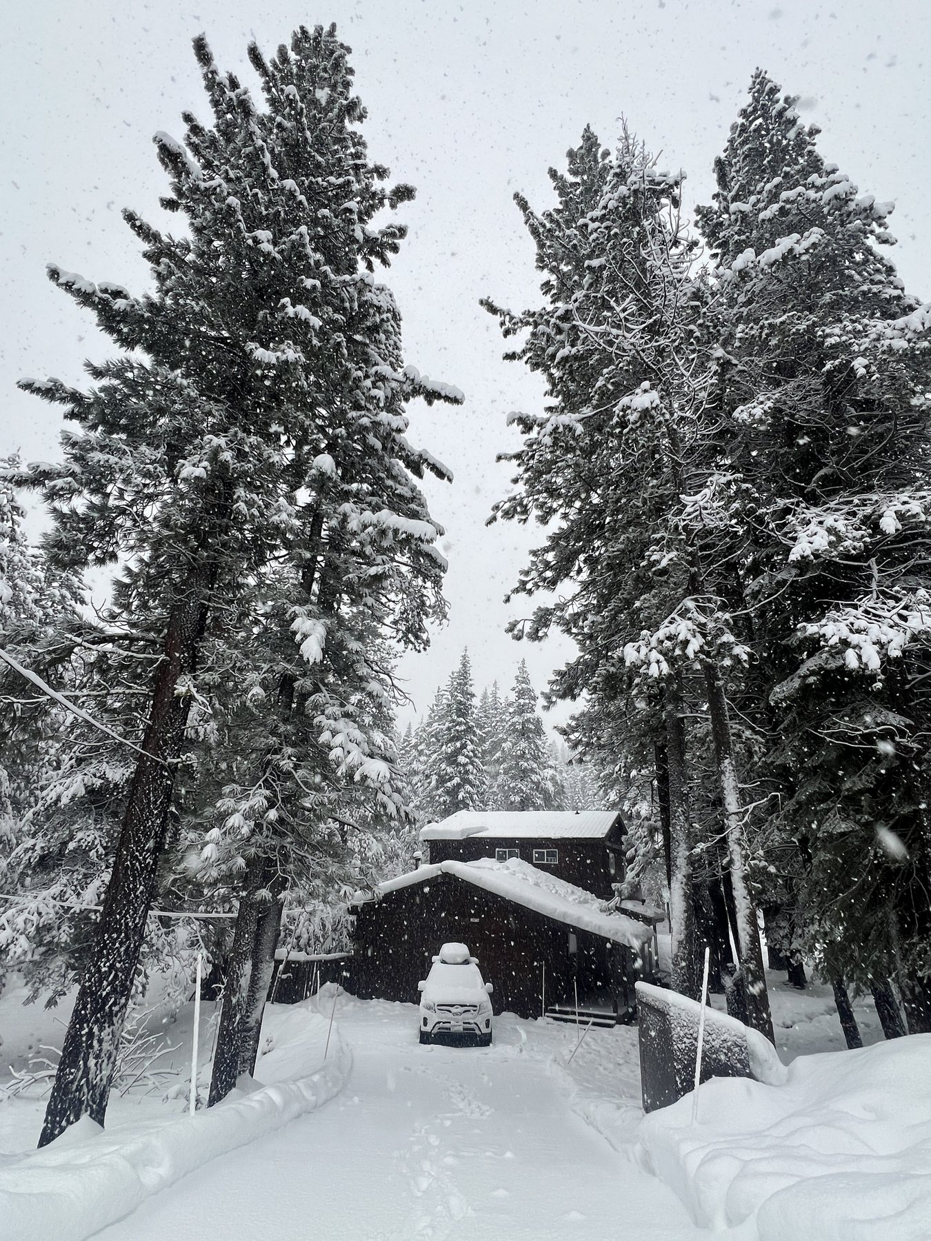 Snow-covered cabin in the pines