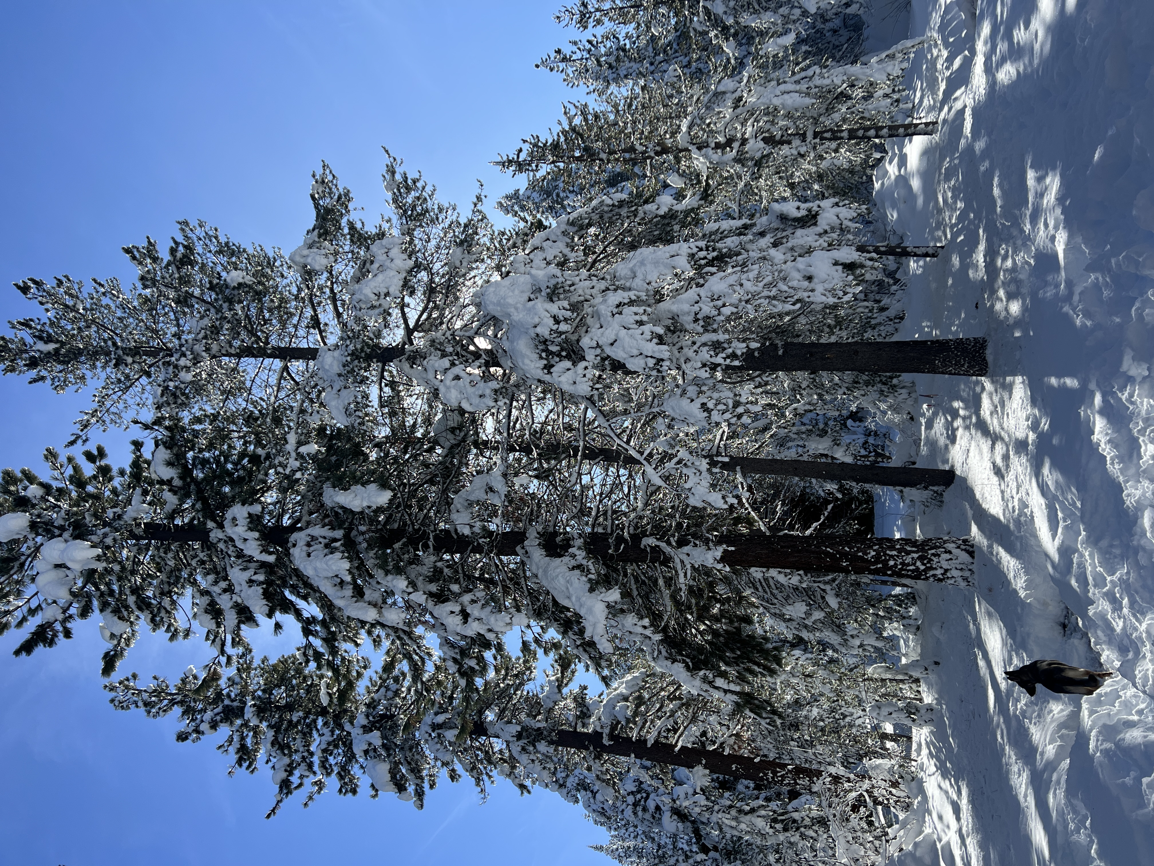 Shepherd in the snow under blue sky