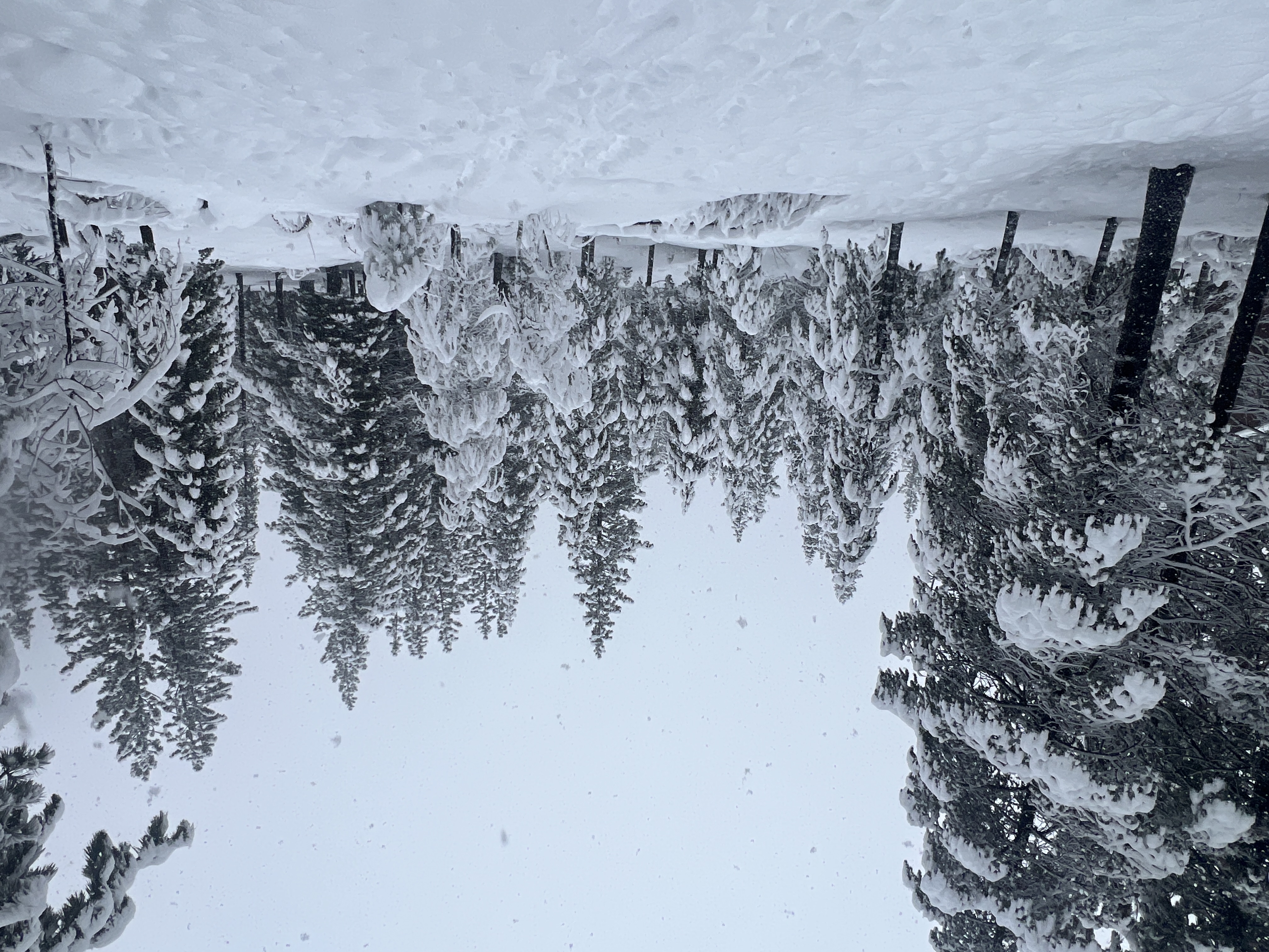Snowfall in the evergreen forest