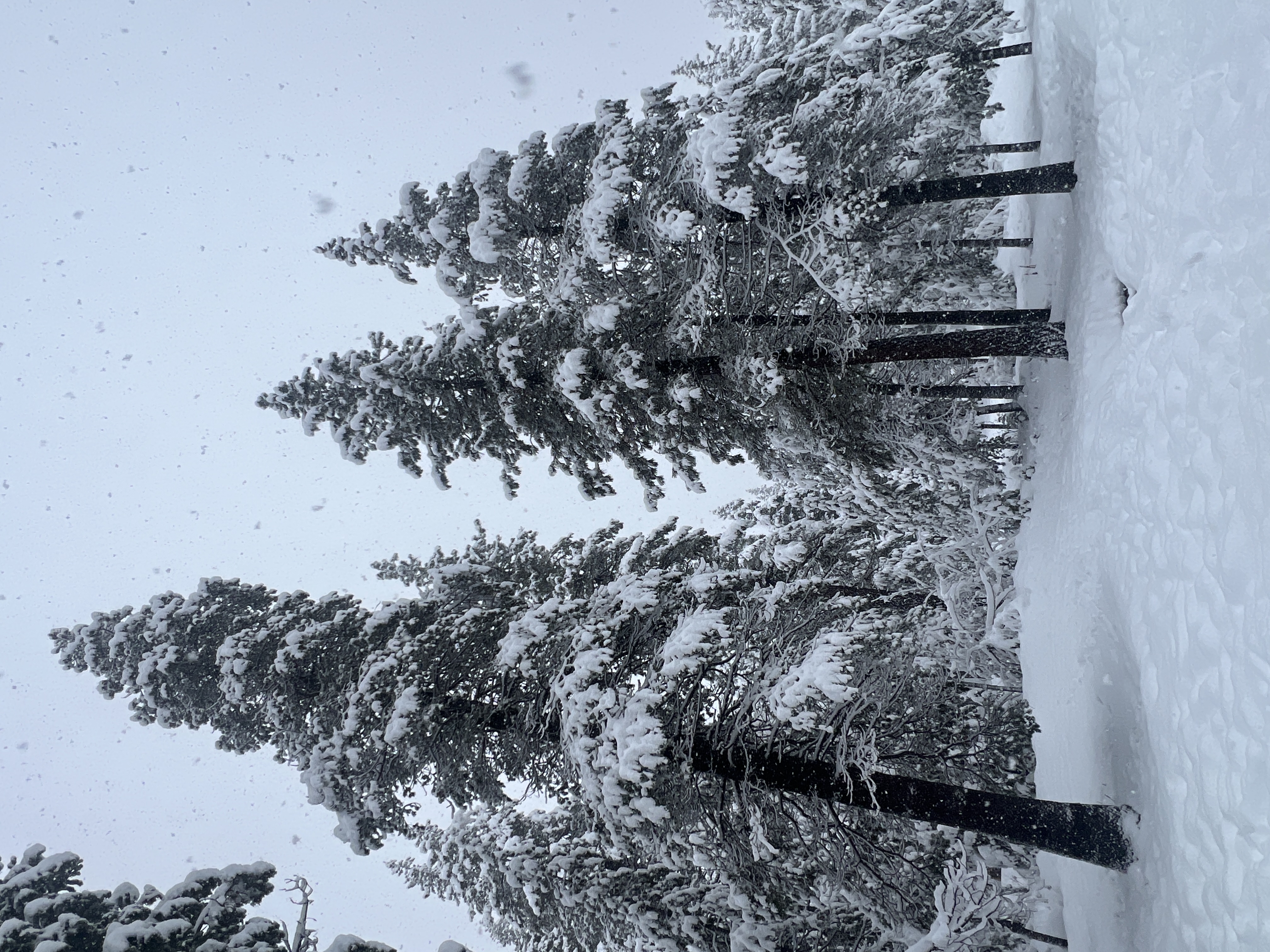 Tall pines heavy with fresh snow