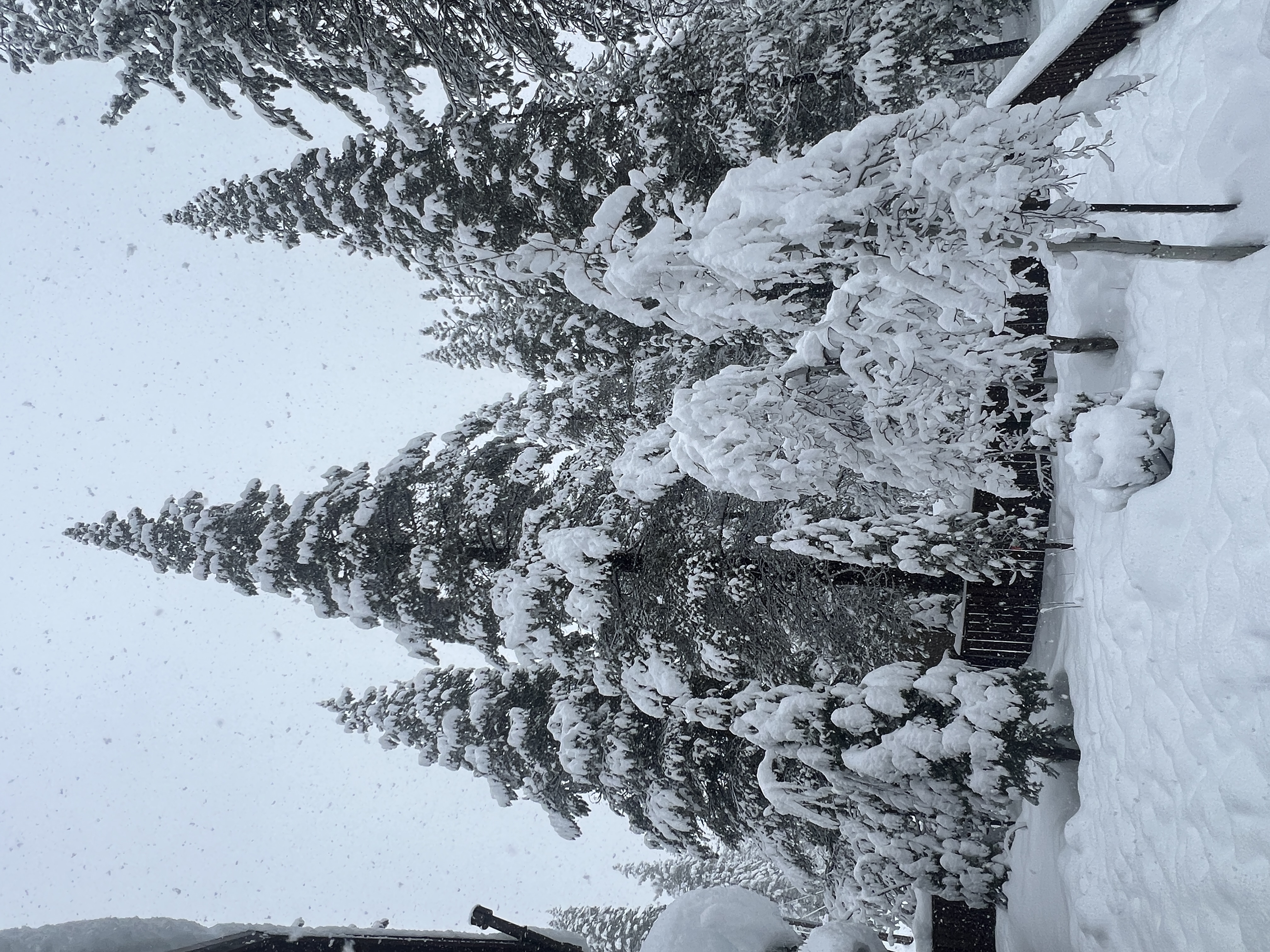 Snow-laden trees by the fence