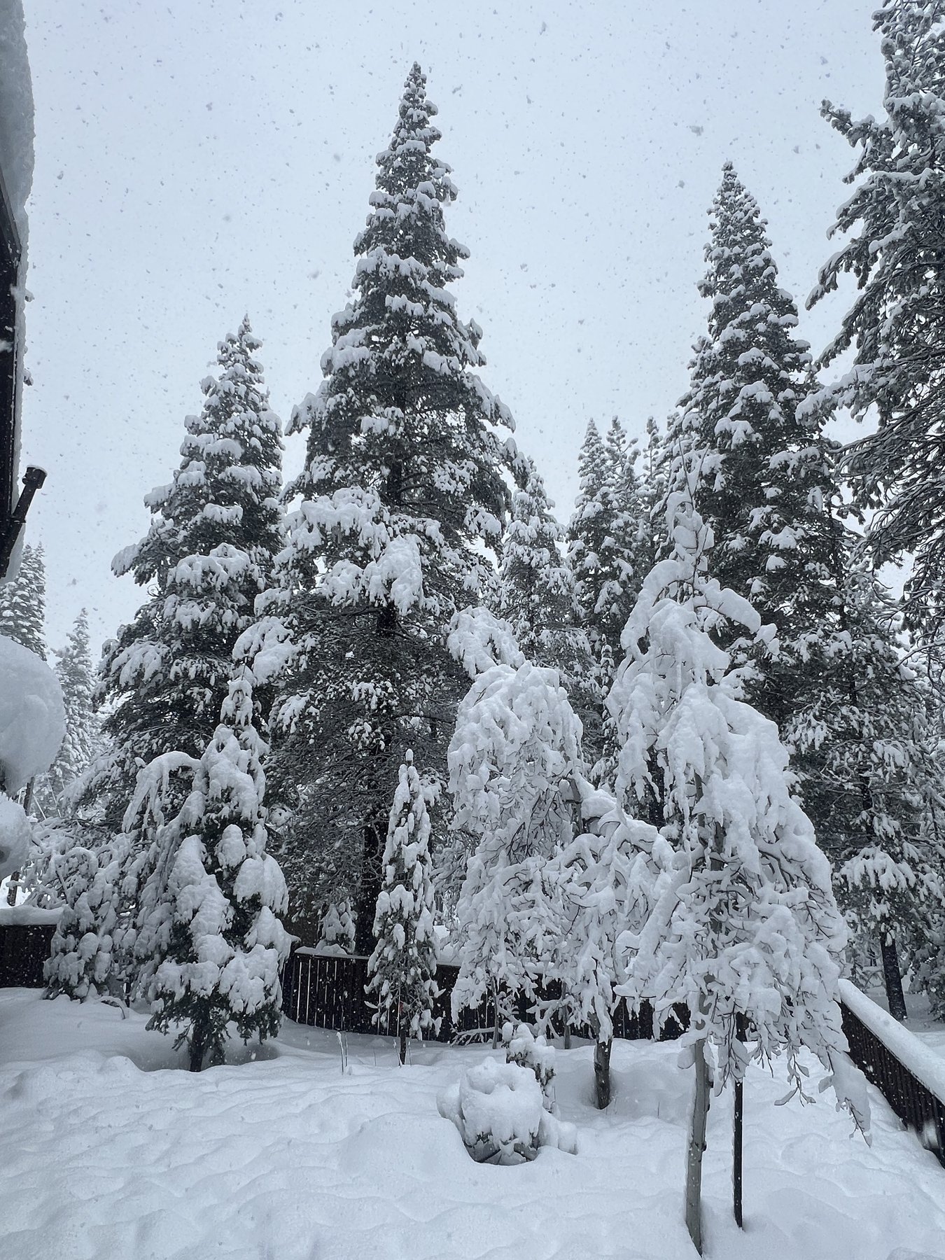 Snowy pine trees around the house