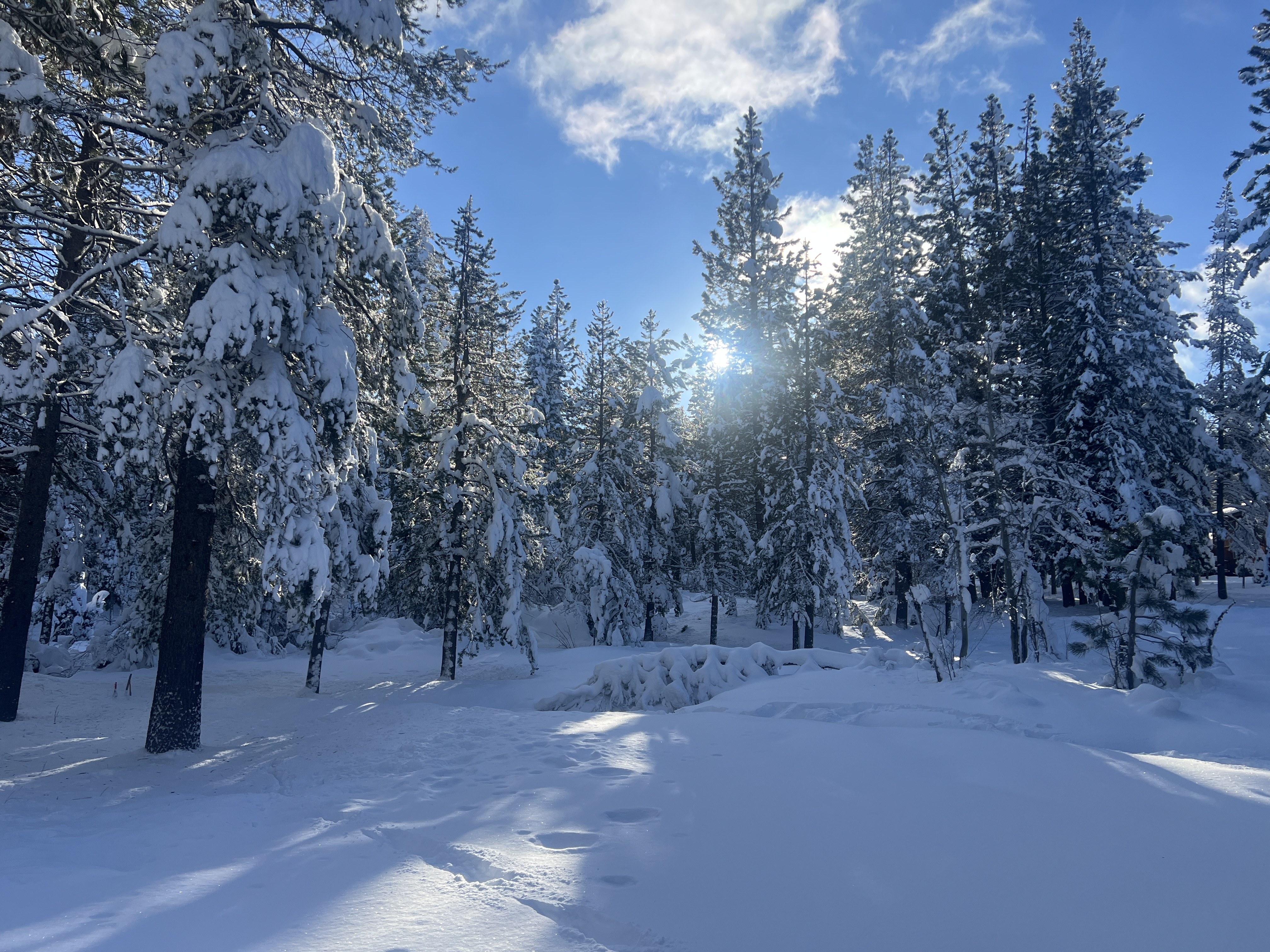 Sun through snow-covered pines