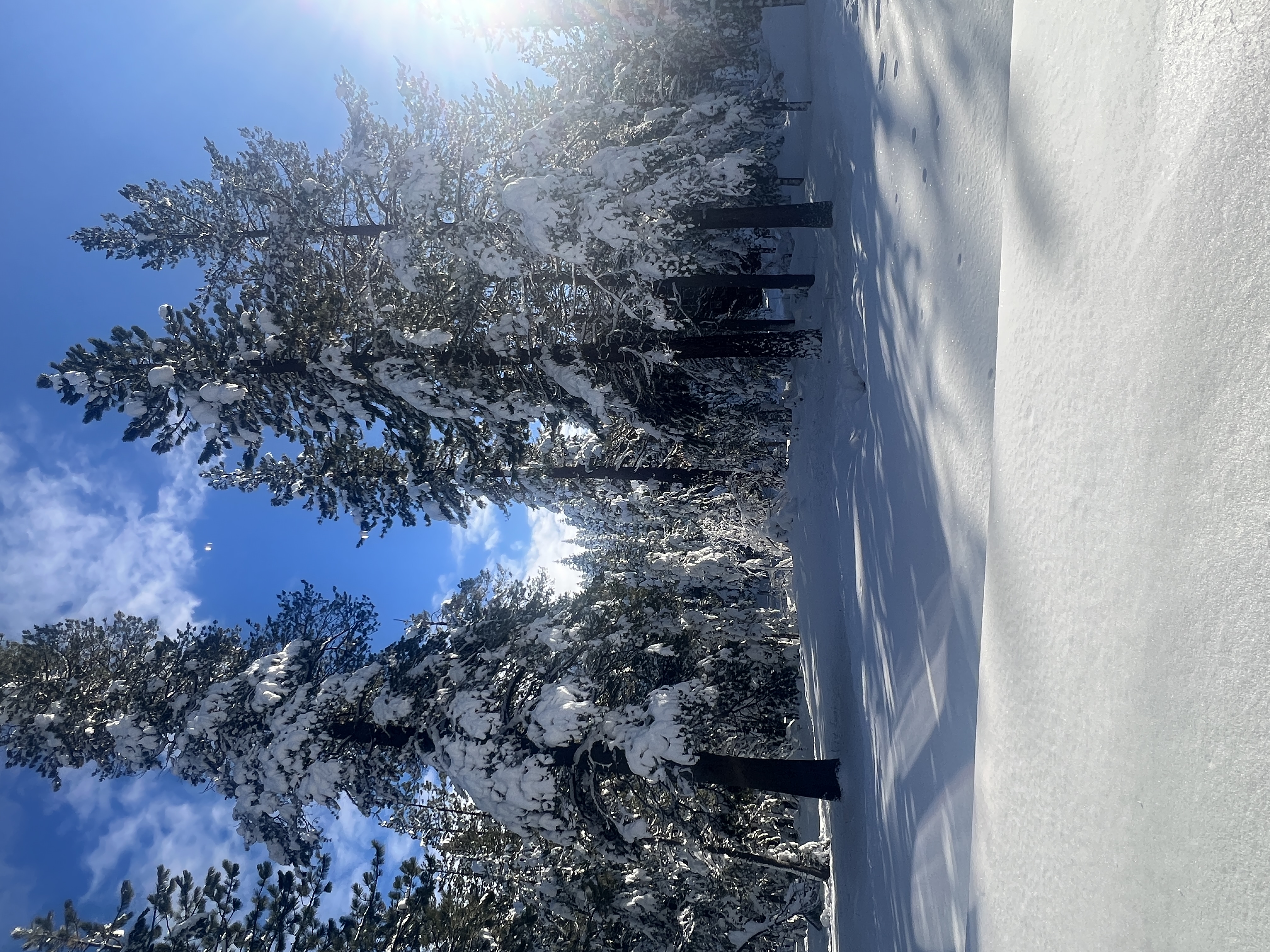 Bright snow day in the forest